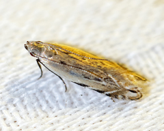 Battaristis nigratomella