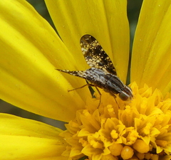 Mesoclanis magnipalpis