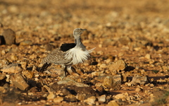 Chlamydotis undulata