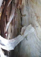 Anolis wellbornae