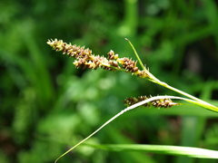 Carex shortiana