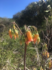 Cotyledon adscendens