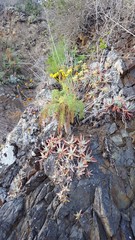 Dudleya virens hassei