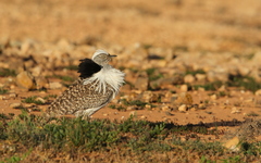 Chlamydotis undulata