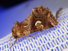 Callopistria argyrosticta
