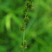 Bur Reed Sedge - Photo (c) Erin Faulkner, some rights reserved (CC BY-NC), uploaded by Erin Faulkner