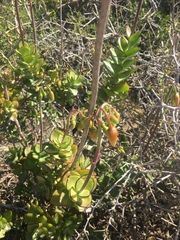 Cotyledon adscendens