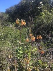 Cotyledon adscendens