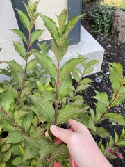 Weigela floribunda