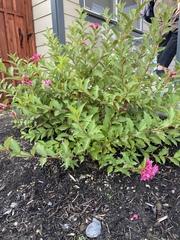 Weigela floribunda