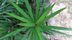 Pandanus amaryllifolius