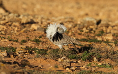 Chlamydotis undulata