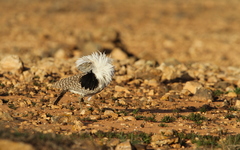 Chlamydotis undulata