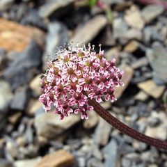 Symphyoloma graveolens