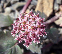 Symphyoloma graveolens