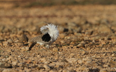 Chlamydotis undulata