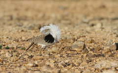 Chlamydotis undulata