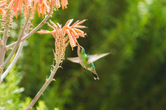 Chlorostilbon lucidus