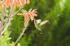 Chlorostilbon lucidus