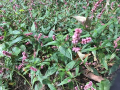 Persicaria