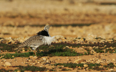 Chlamydotis undulata