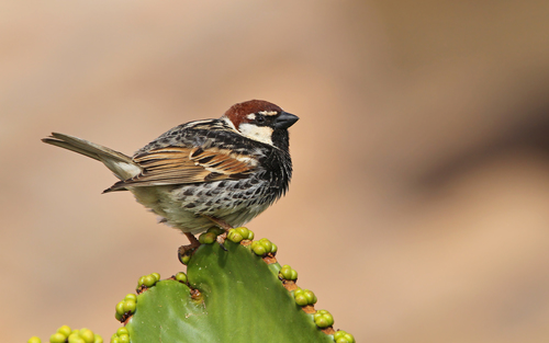 Spanish Sparrow
