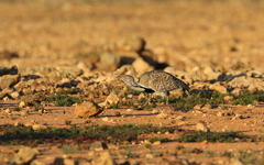 Chlamydotis undulata