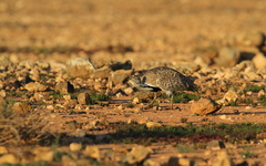 Chlamydotis undulata