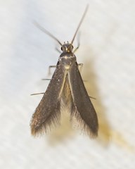 Schreckensteinia erythriella