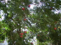 Parkia