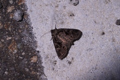 Sidemia bremeri