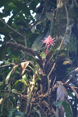 Aechmea fasciata