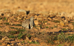 Chlamydotis undulata