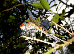 Cannaphila