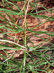 Equisetum pratense image