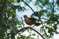 Turdus rufiventris
