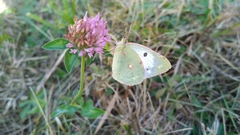 Colias