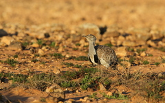 Chlamydotis undulata