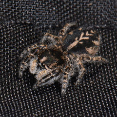 Pellenes peninsularis