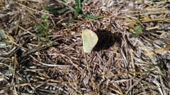 Colias