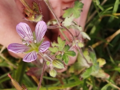 Geranium ornithopodon