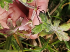 Geranium ornithopodon