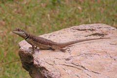 Tropidurus torquatus