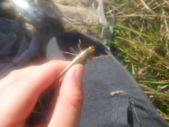 Orchelimum pulchellum