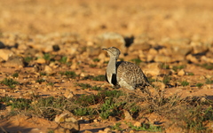 Chlamydotis undulata