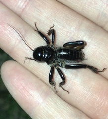Stenopelmatus minor