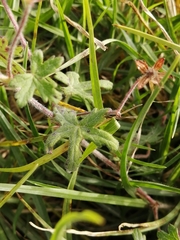 Geranium ornithopodon
