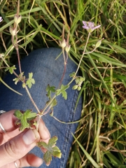 Geranium ornithopodon