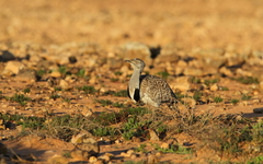 Chlamydotis undulata