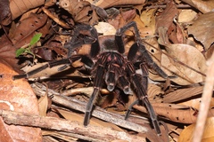 Acanthoscurria simoensi